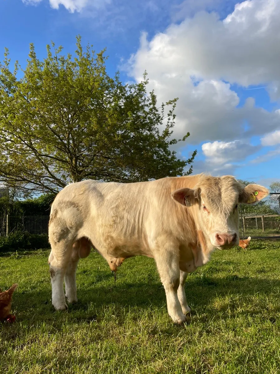 Pedigree Charolais Bull (4th of May) - Image 3