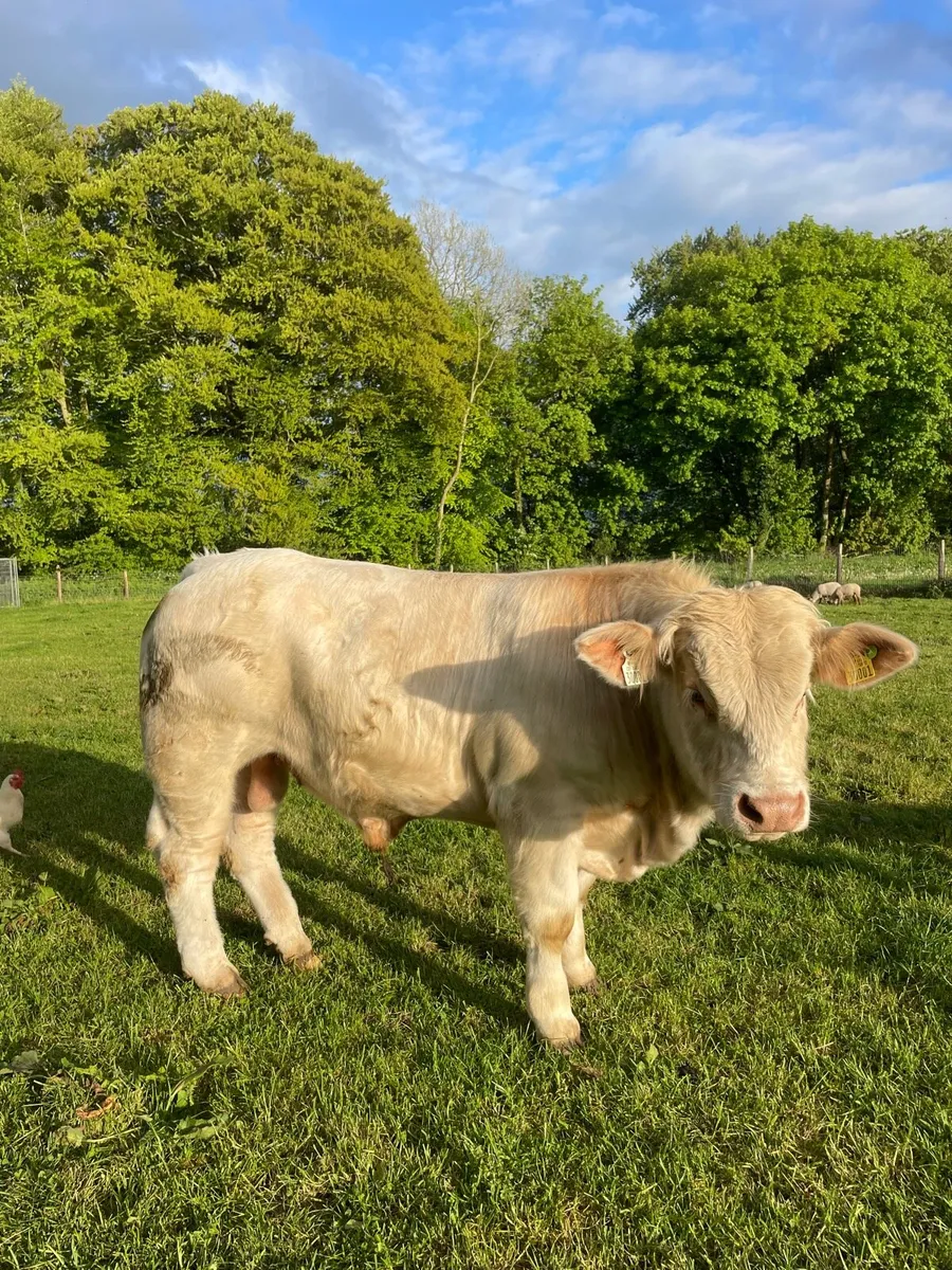 Pedigree Charolais Bull (4th of May) - Image 4