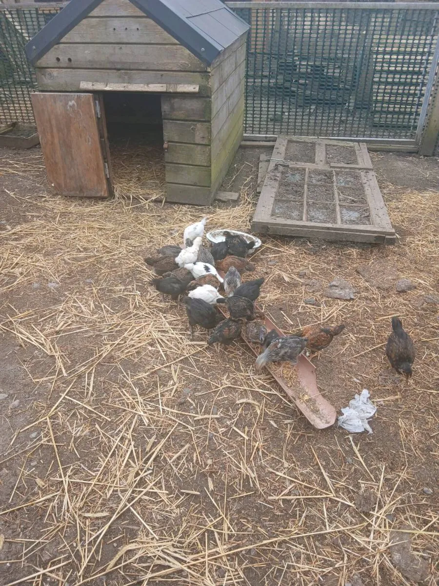 Barnvelder cross chicken - Image 1