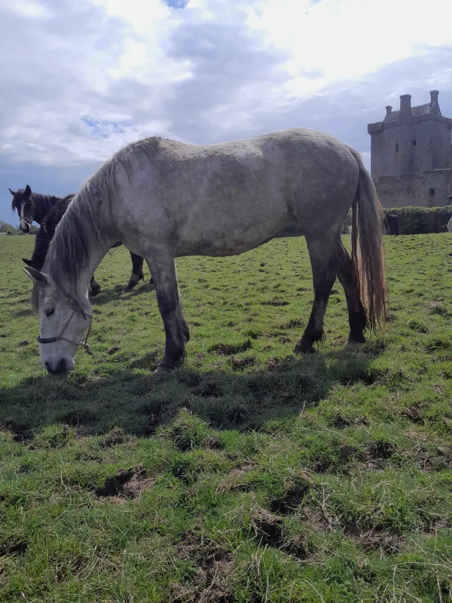 Irish Draught Mare going Gort Mart 9th May - Image 1