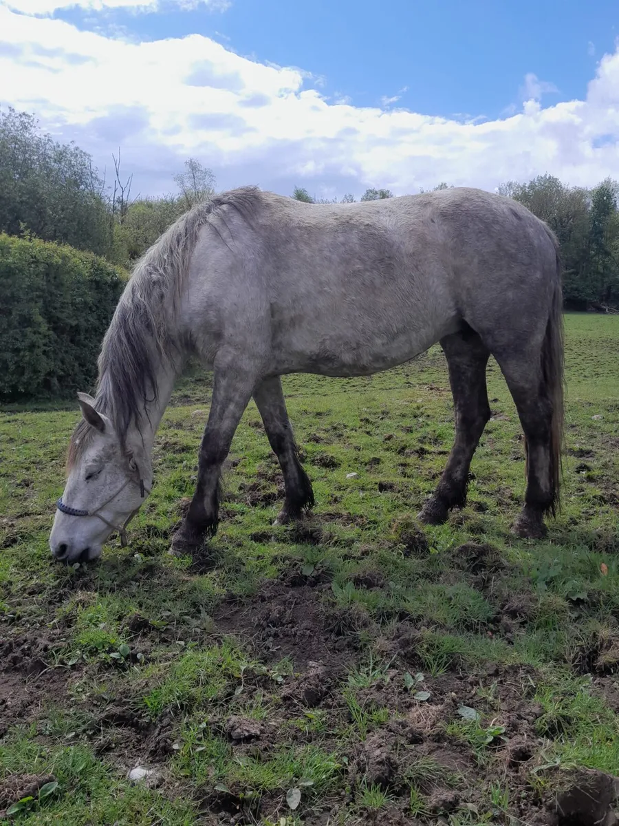 Irish Draught Mare going Gort Mart 9th May - Image 2