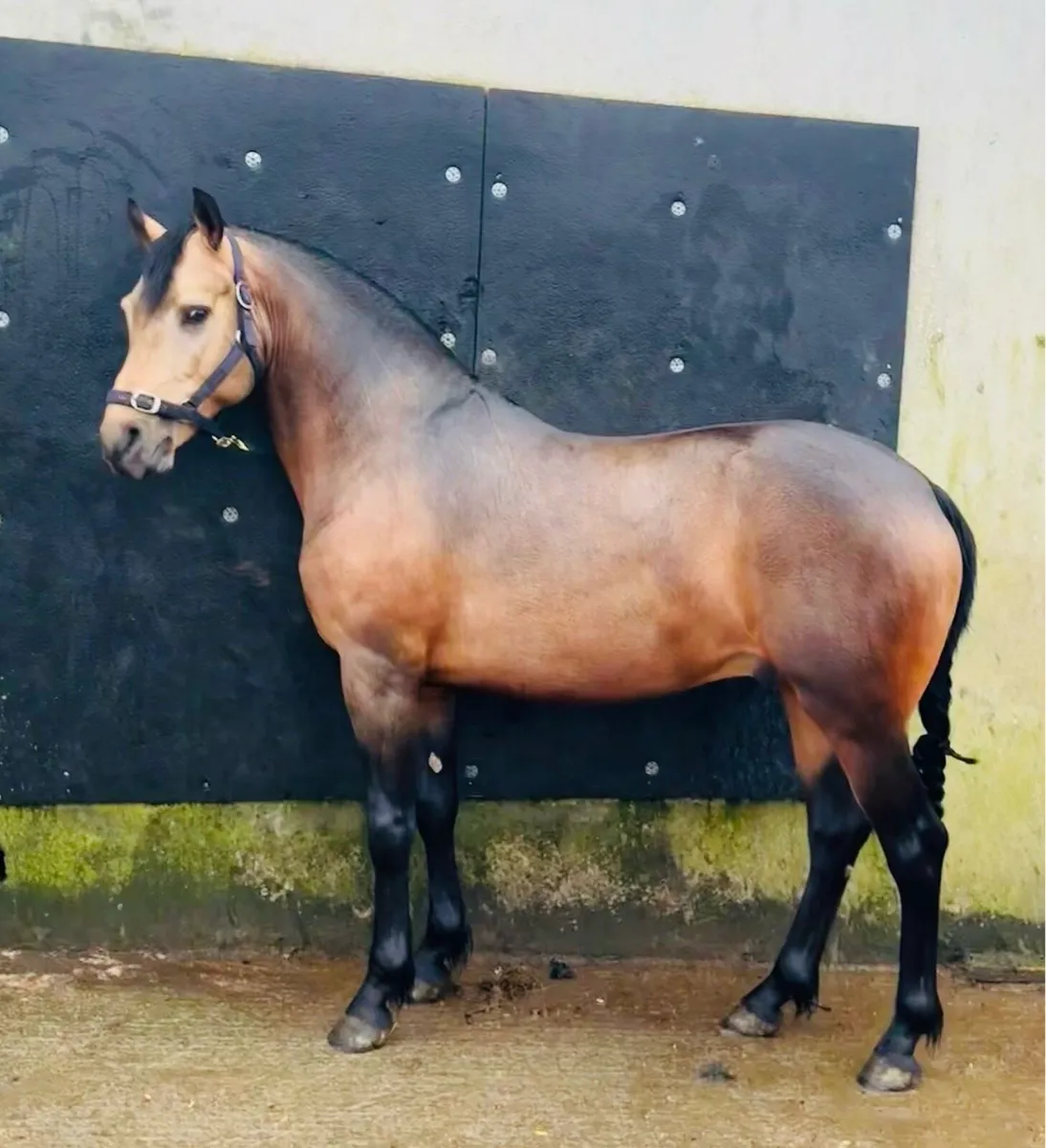 Outstanding WH Dun 4 year old gelding - Image 2