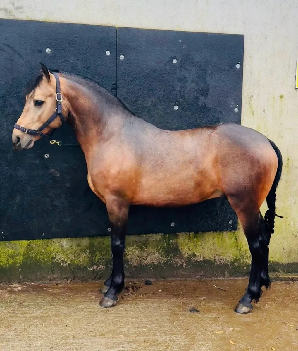 Outstanding WH Dun 4 year old gelding - Image 3