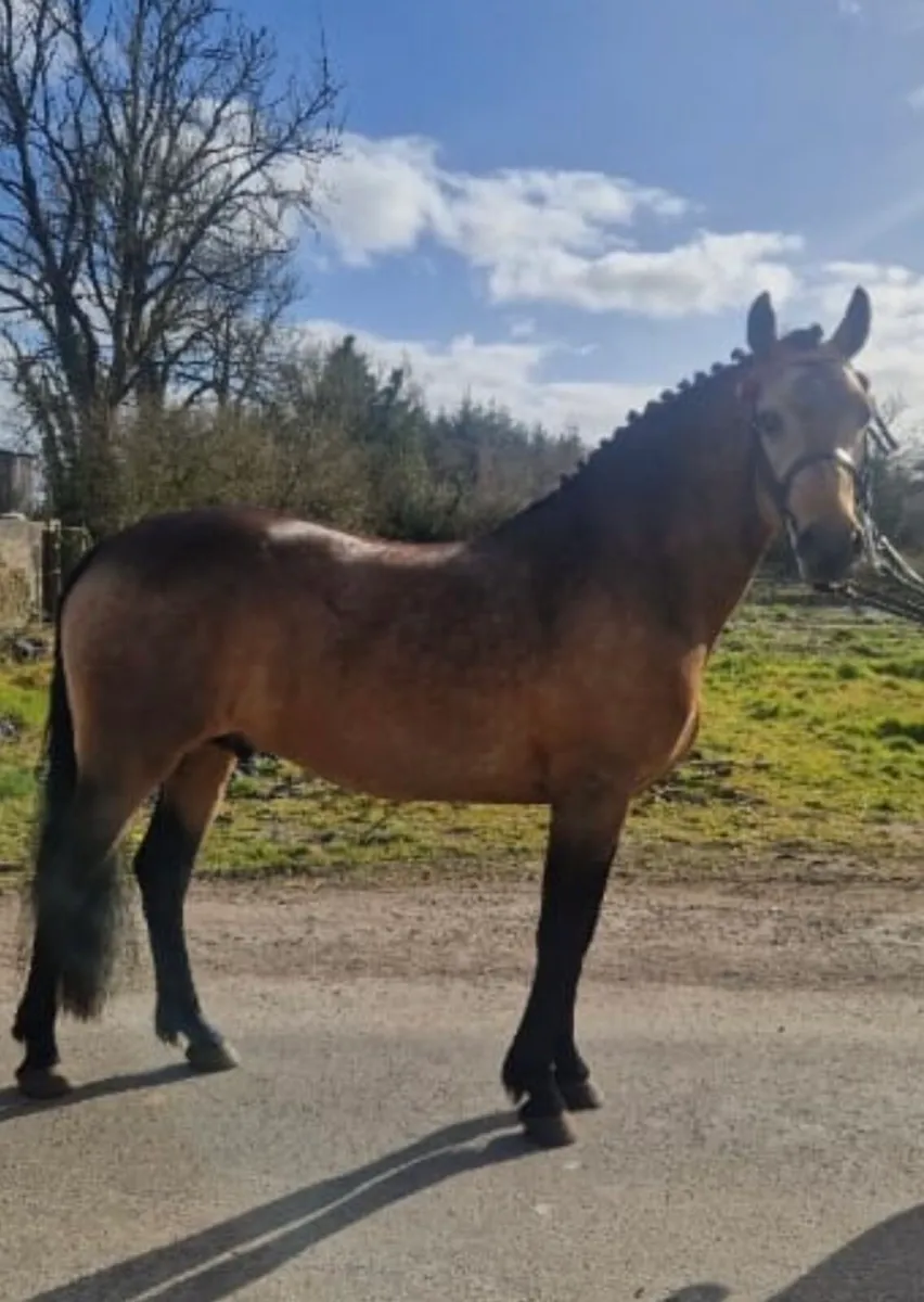 Outstanding WH Dun 4 year old gelding - Image 1