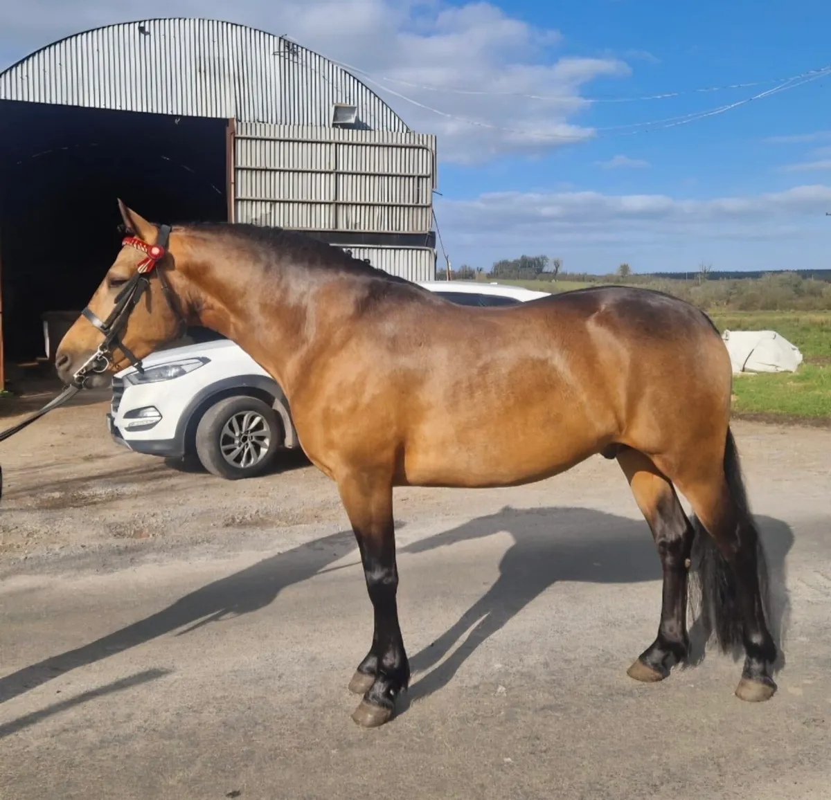 Outstanding WH Dun 4 year old gelding - Image 4