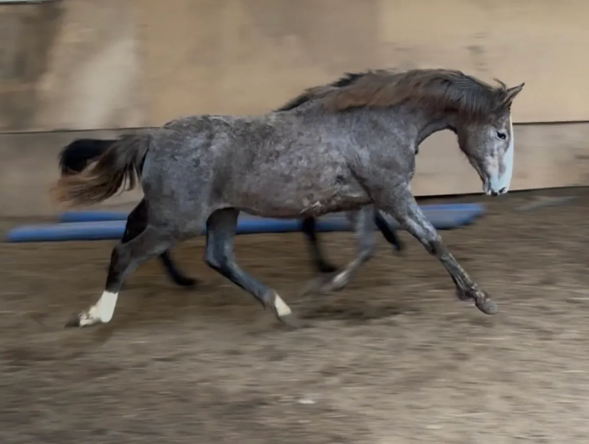 Irish Draught Yearling Filly - Image 1