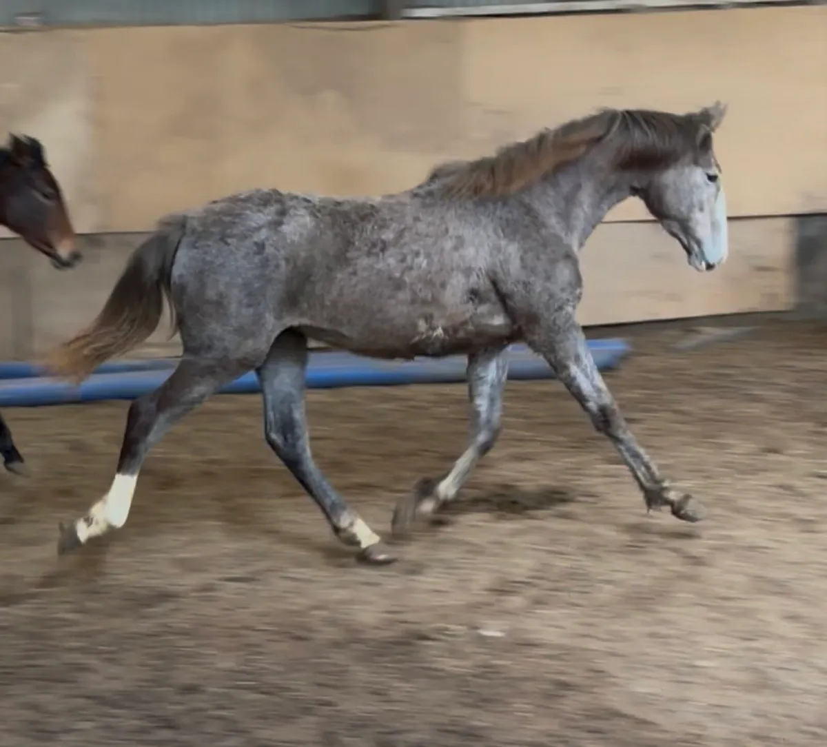 Irish Draught Yearling Filly - Image 2