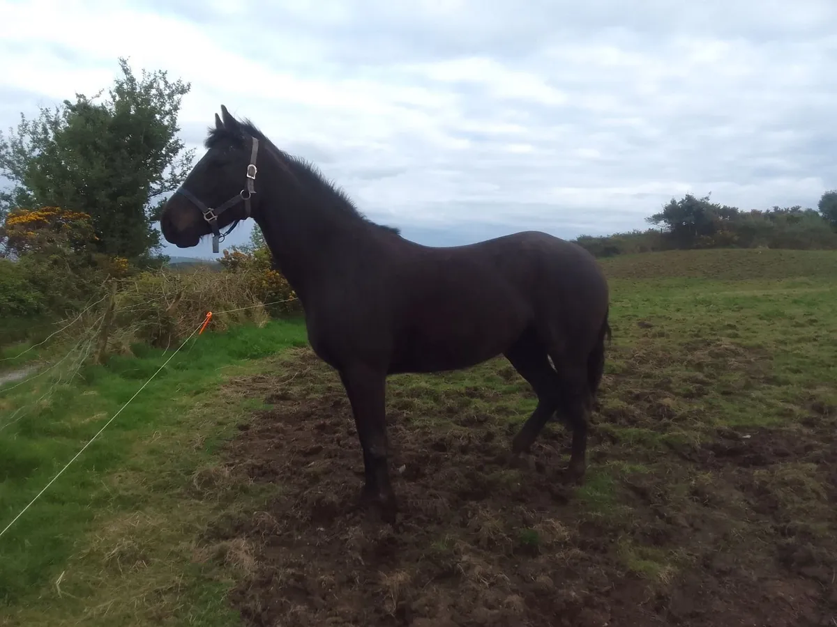 Pony - Image 1