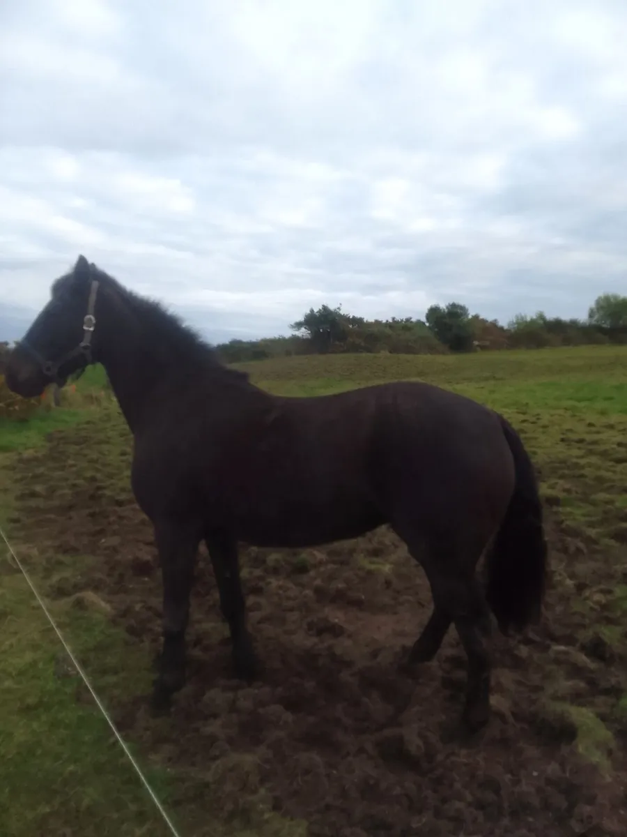 Pony - Image 2