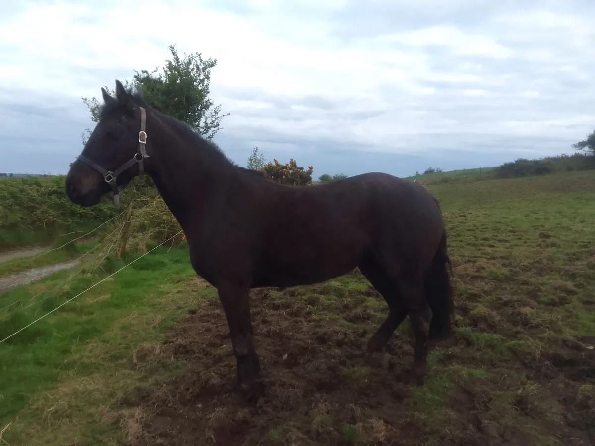 Pony - Image 3