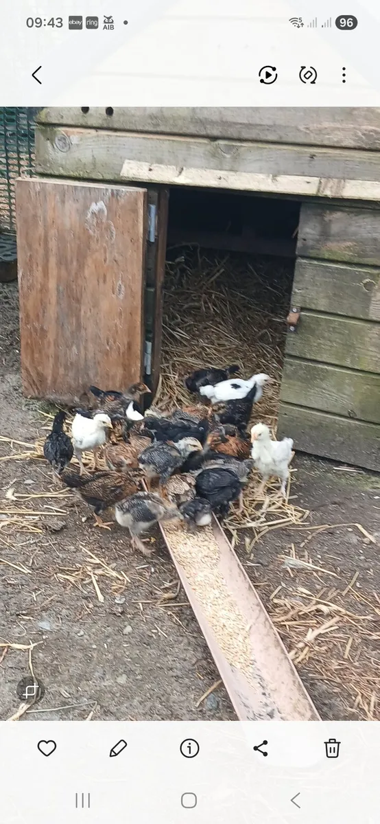 Barnvelder cross chicken - Image 2