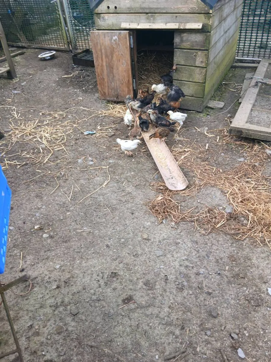 Barnvelder cross chicken - Image 3
