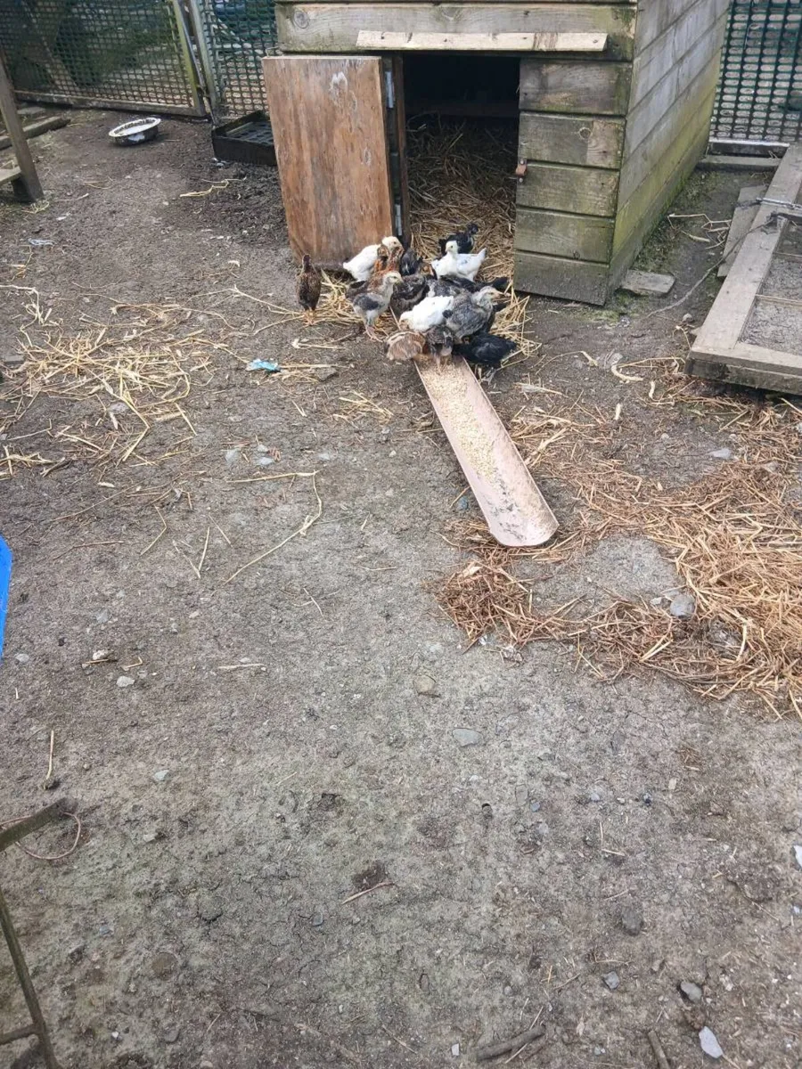 Barnvelder cross chicken - Image 4