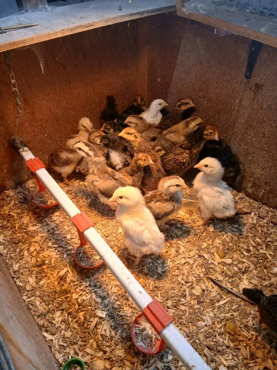 Ducks and ducklings - Image 2