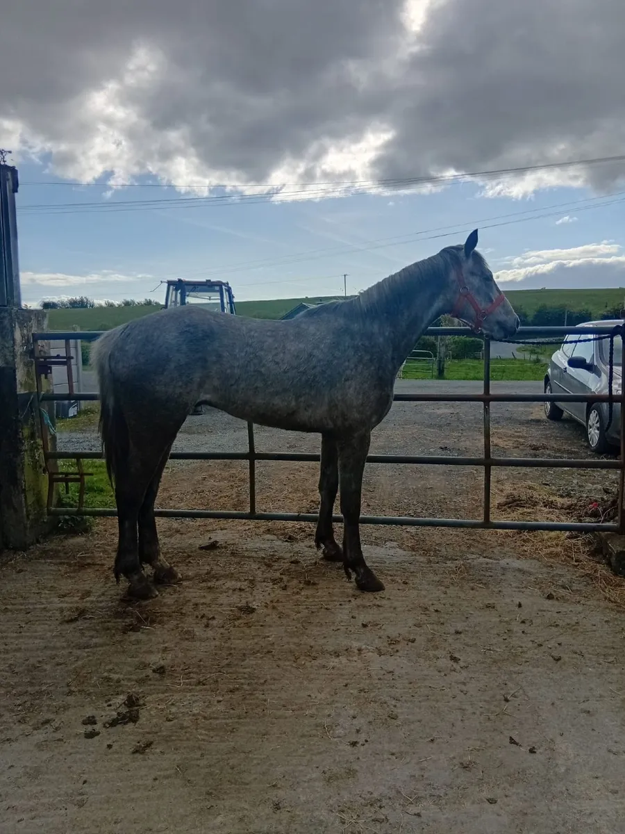 Over size Connemara gelding - Image 1