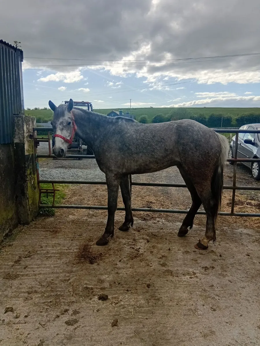 Over size Connemara gelding - Image 2
