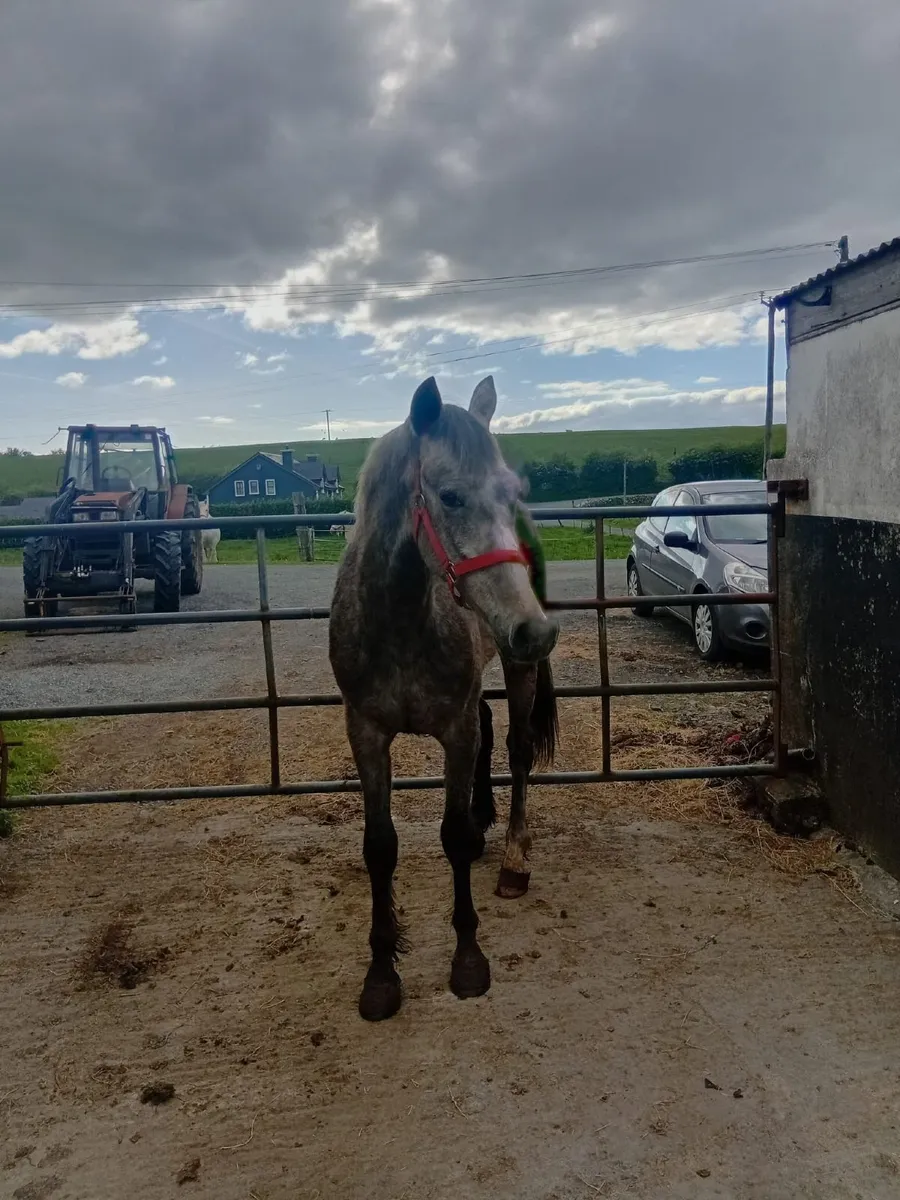 Over size Connemara gelding - Image 3