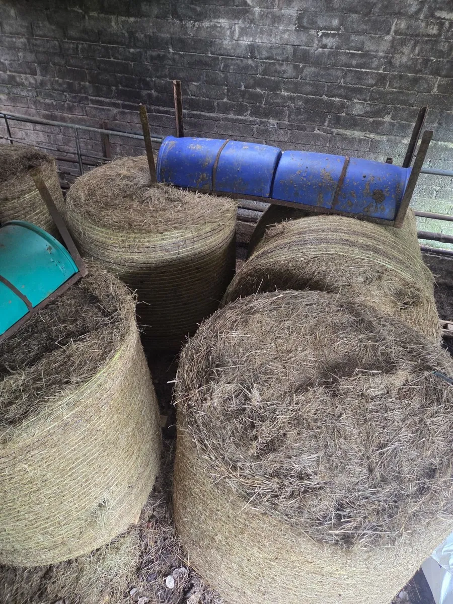 16 bales Hay - Image 2