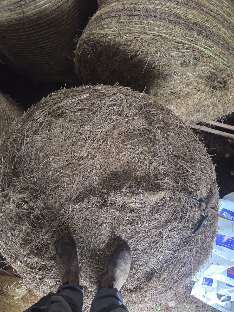 16 bales Hay - Image 3