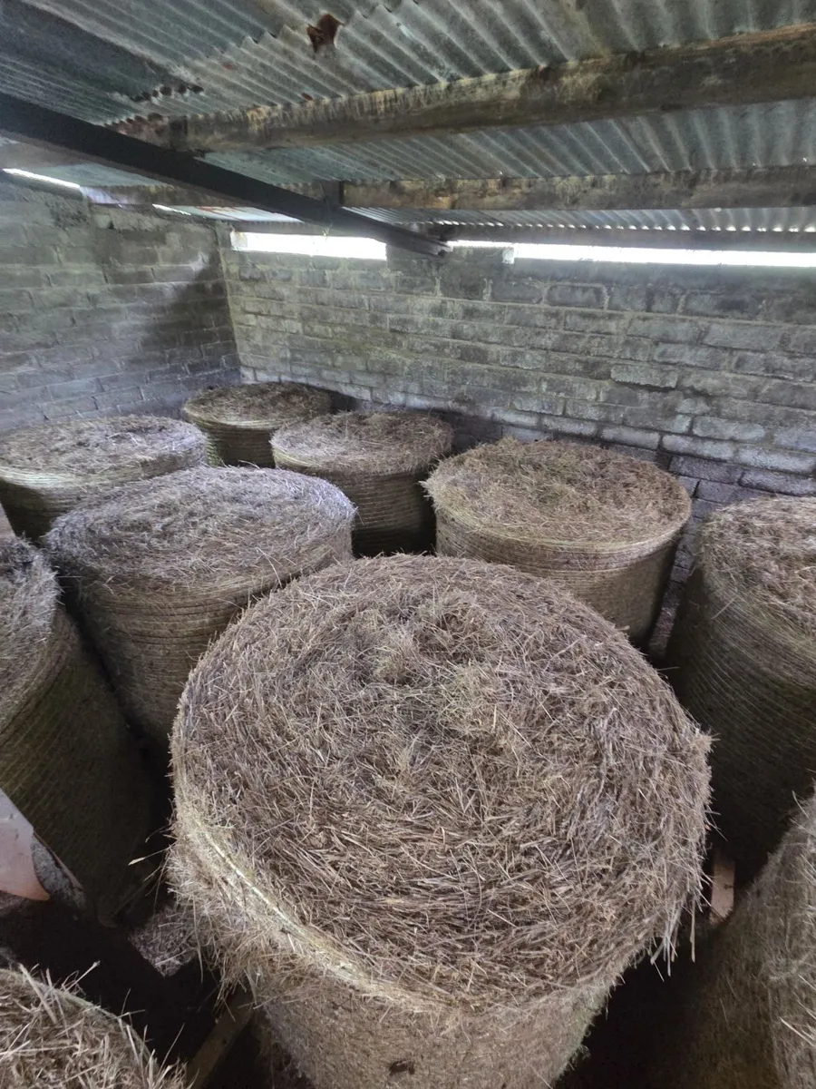 16 bales Hay - Image 1