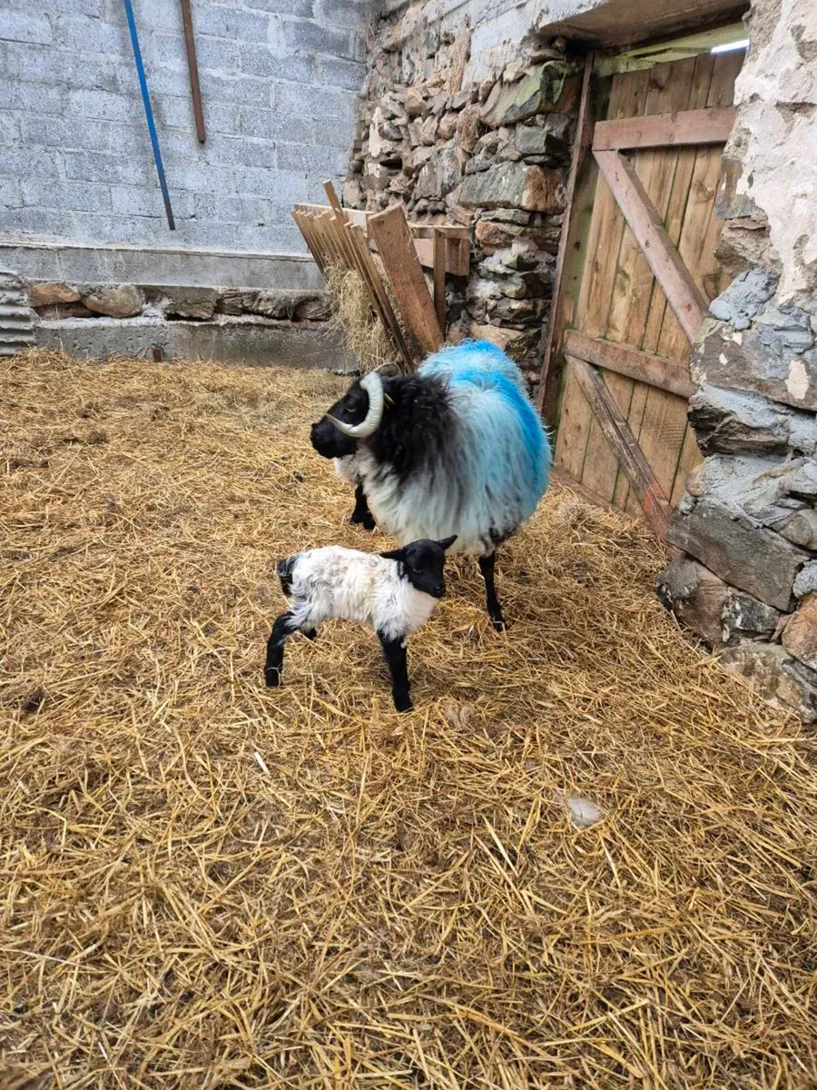 Foster Lamb - Image 1