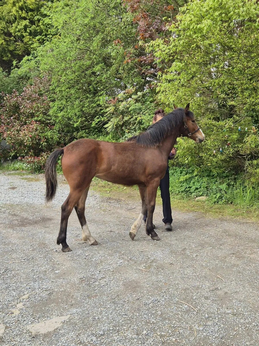 Filly foal by Coolfin dynamite - Image 3