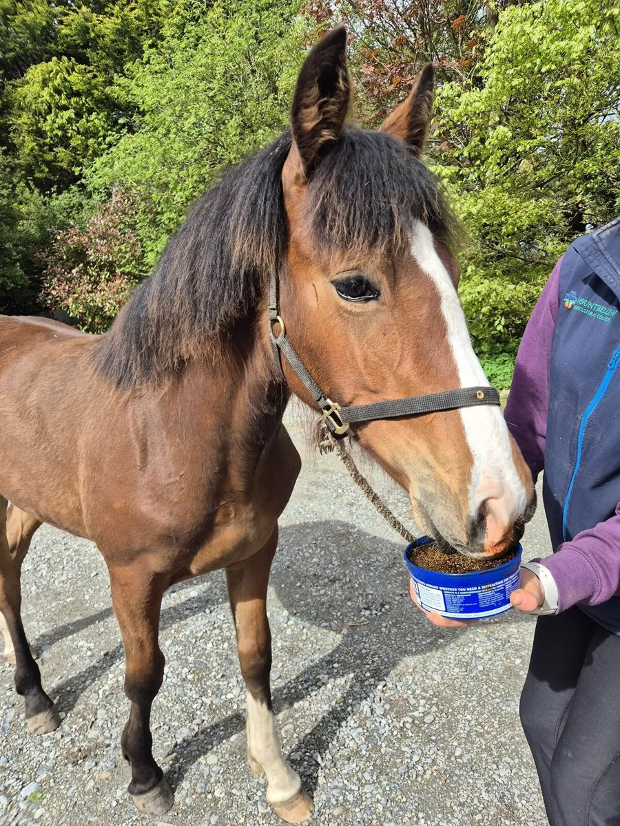 Filly foal by Coolfin dynamite - Image 4