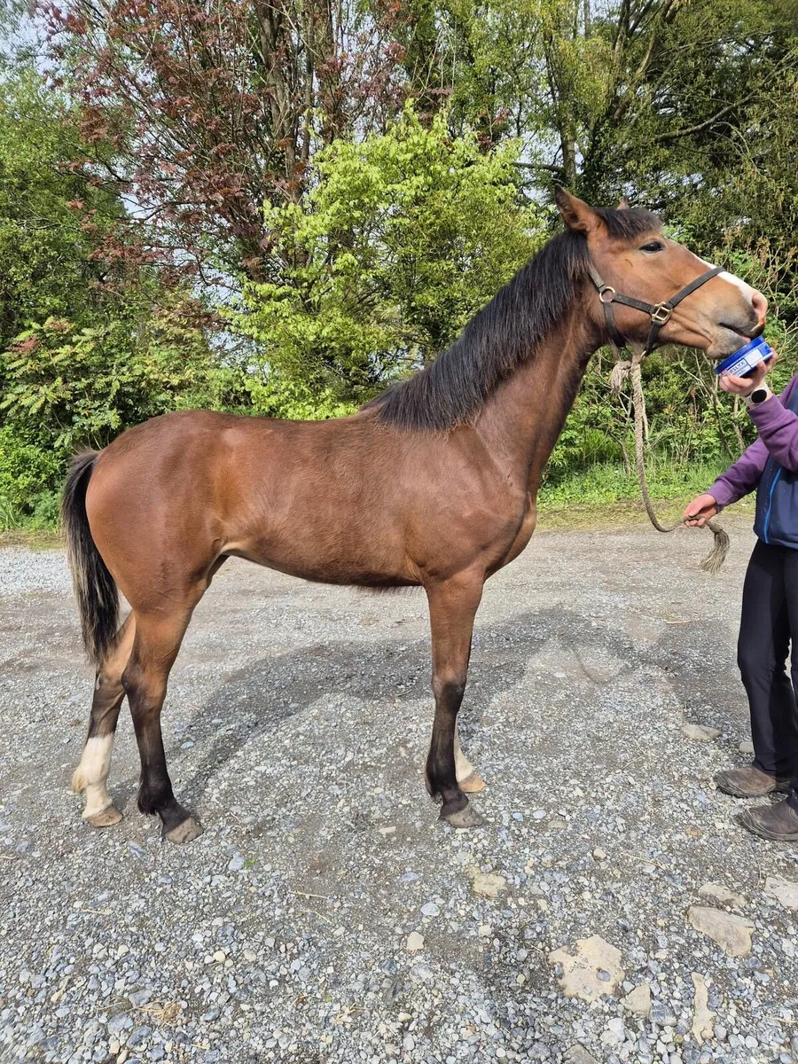 Filly foal by Coolfin dynamite - Image 1
