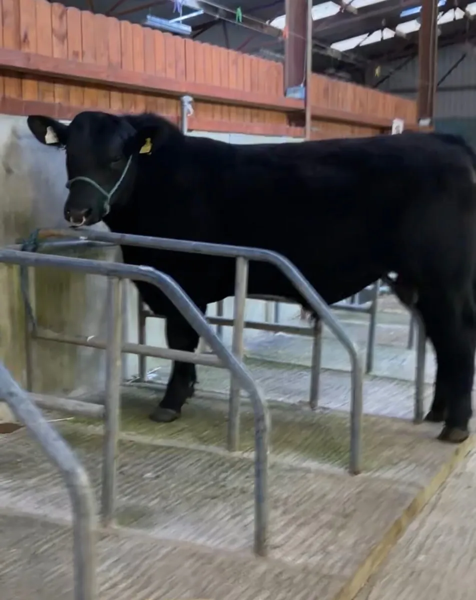 Angus bull