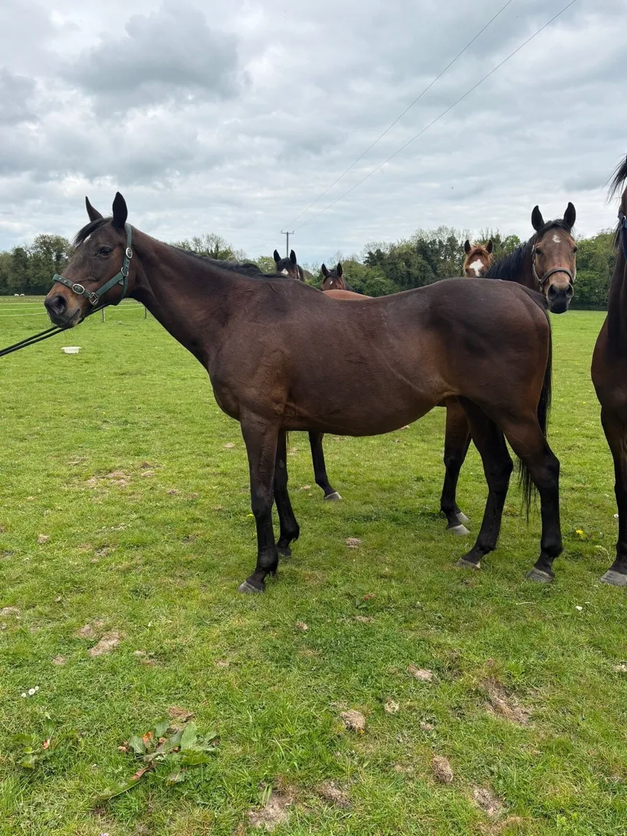 Mare Dam of Group 2 Winner