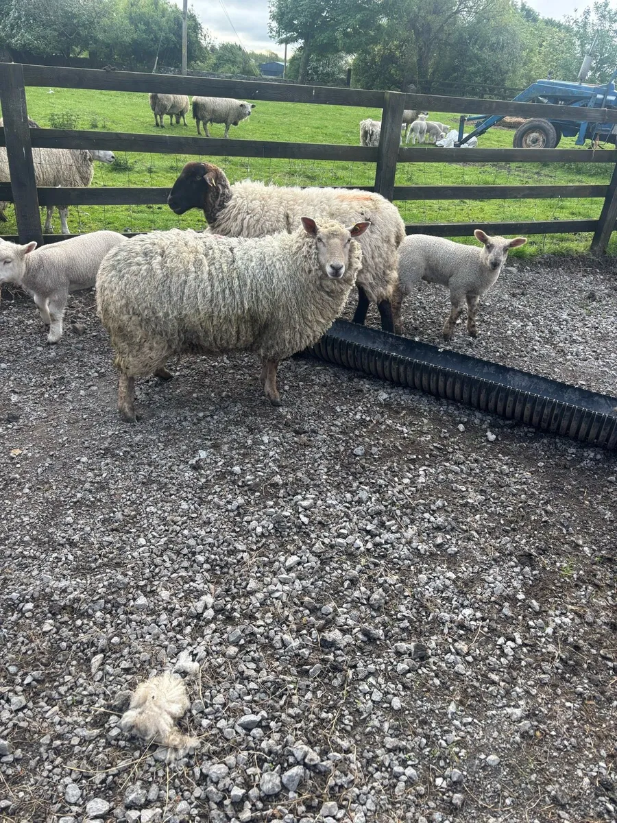 Sheep - Image 1