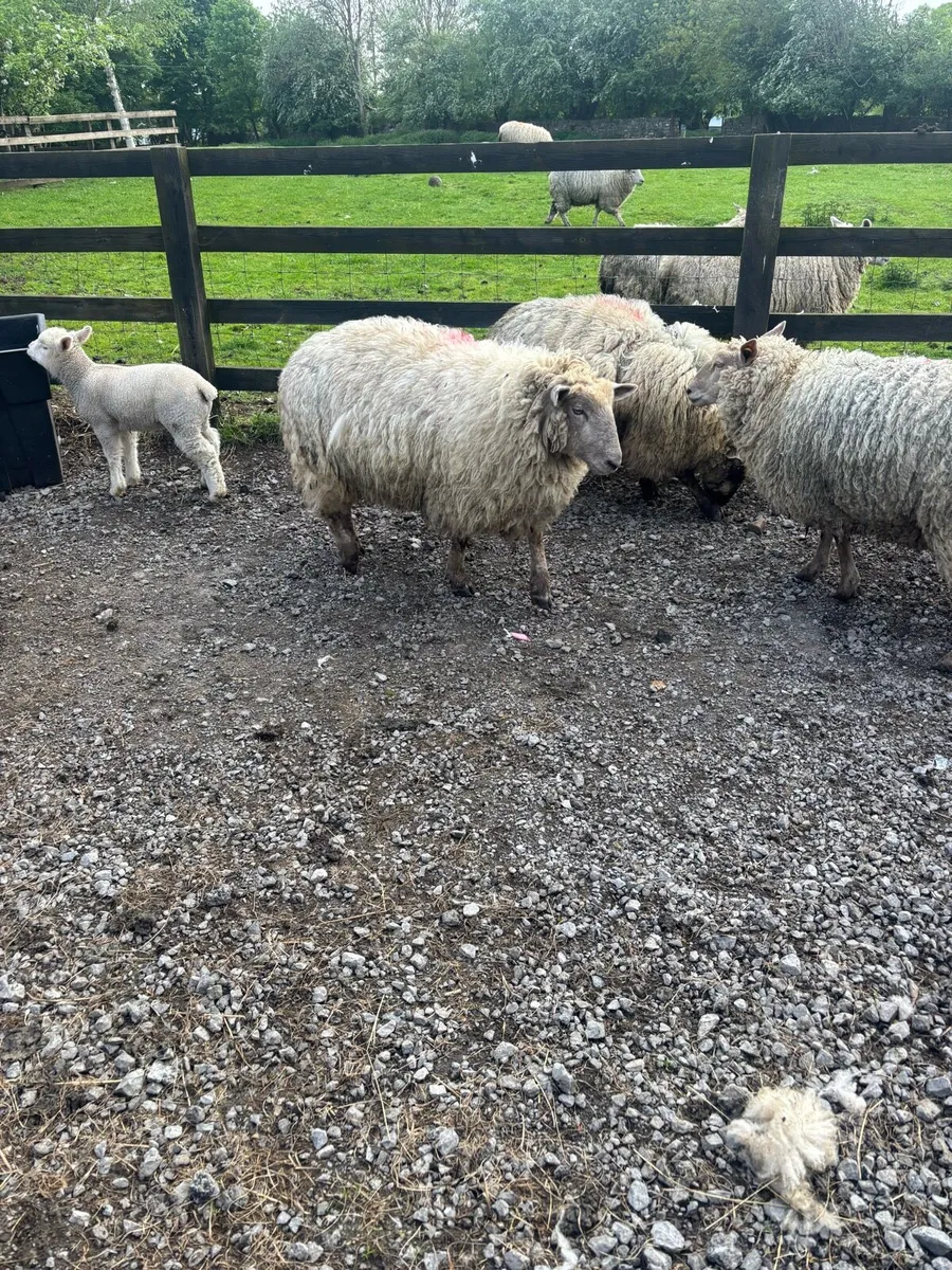 Sheep - Image 2