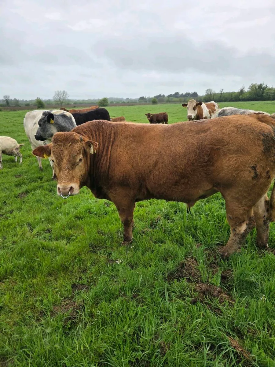 Pedigree limousine bull for sale two years old - Image 1