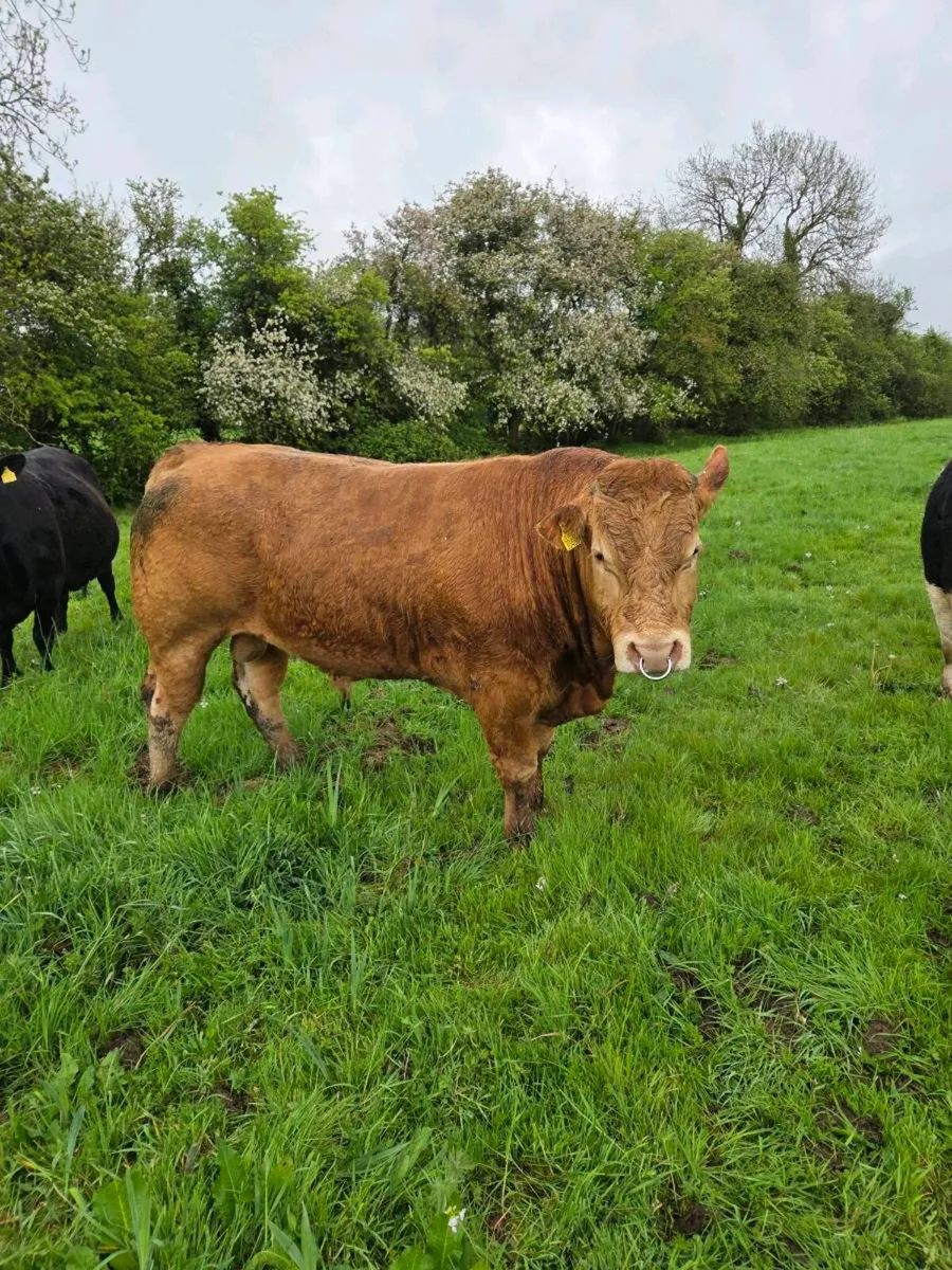Pedigree limousine bull for sale two years old - Image 2