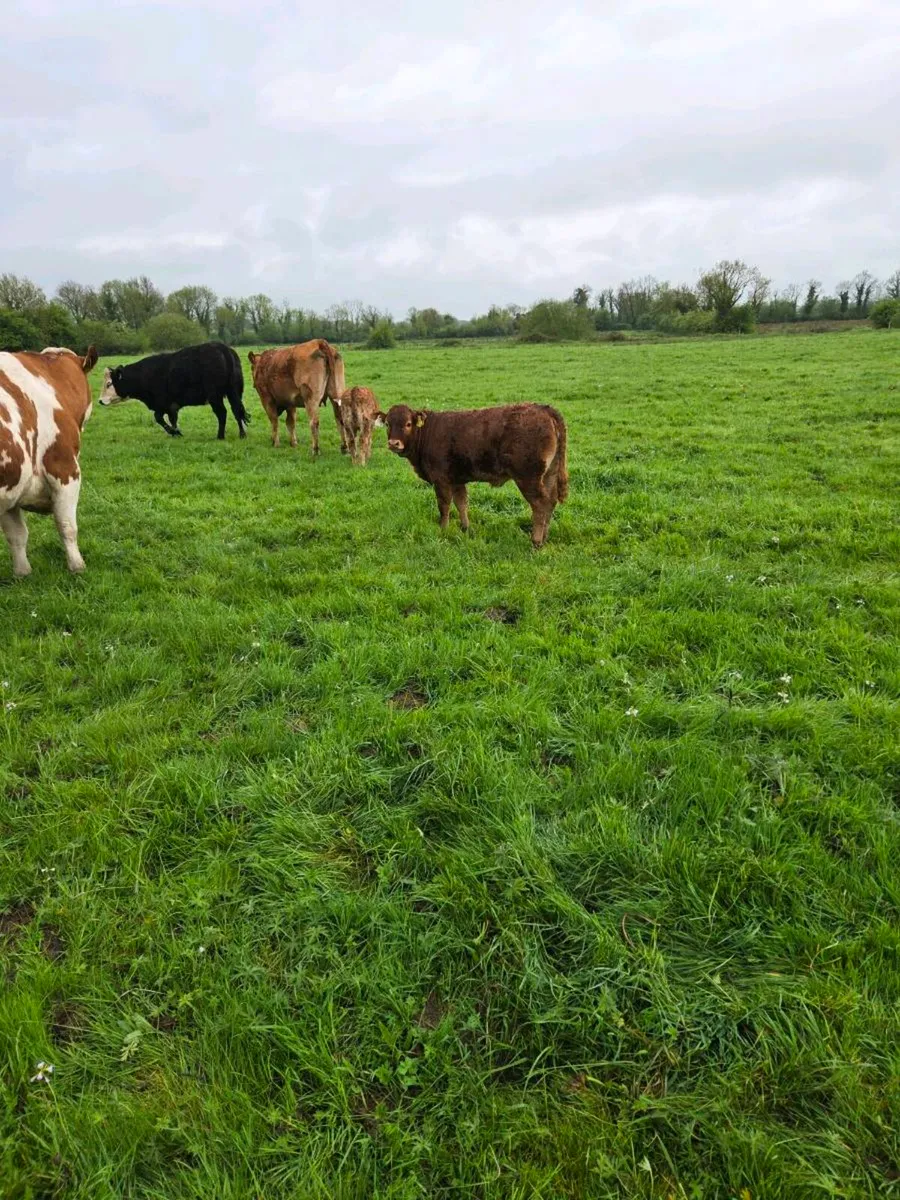 Pedigree limousine bull for sale two years old - Image 3