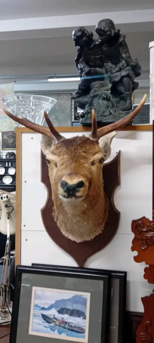 Taxidermy Stags Head