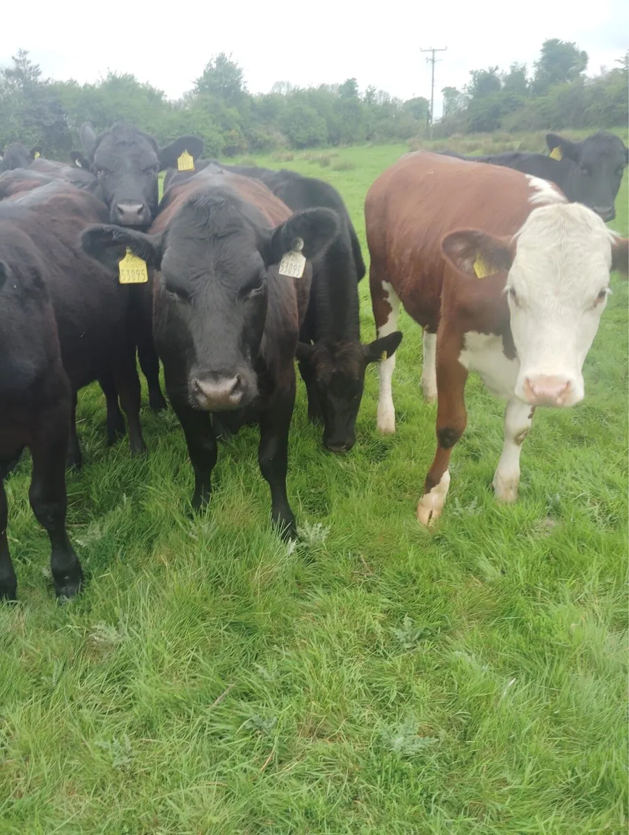 23 Angus and Hereford store heifers for sale - Image 1