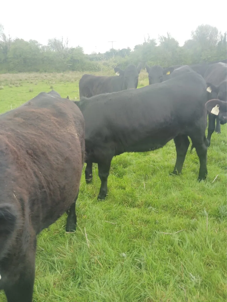 23 Angus and Hereford store heifers for sale - Image 2