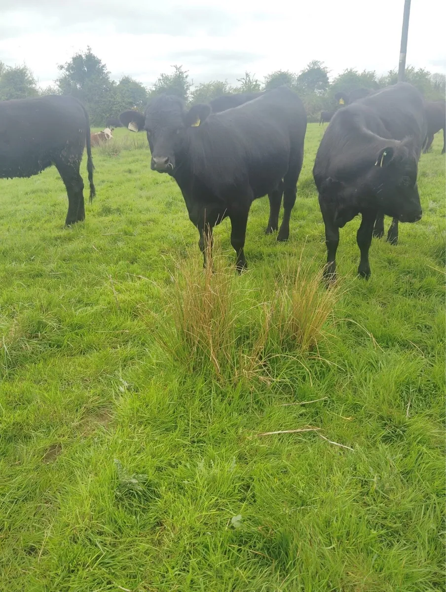 23 Angus and Hereford store heifers for sale - Image 3