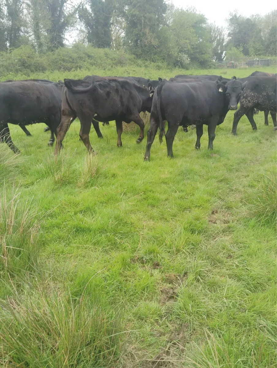 23 Angus and Hereford store heifers for sale - Image 4