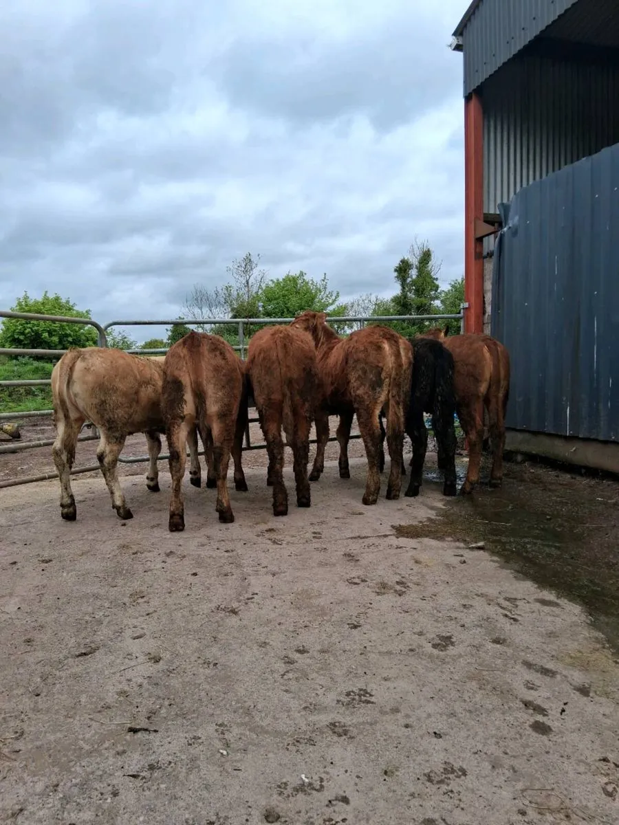 6 heifer slips - Image 1