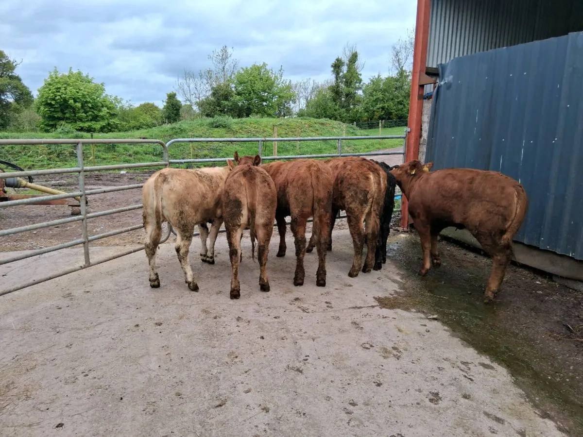 6 heifer slips - Image 2