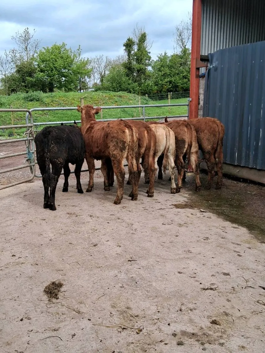 6 heifer slips - Image 3