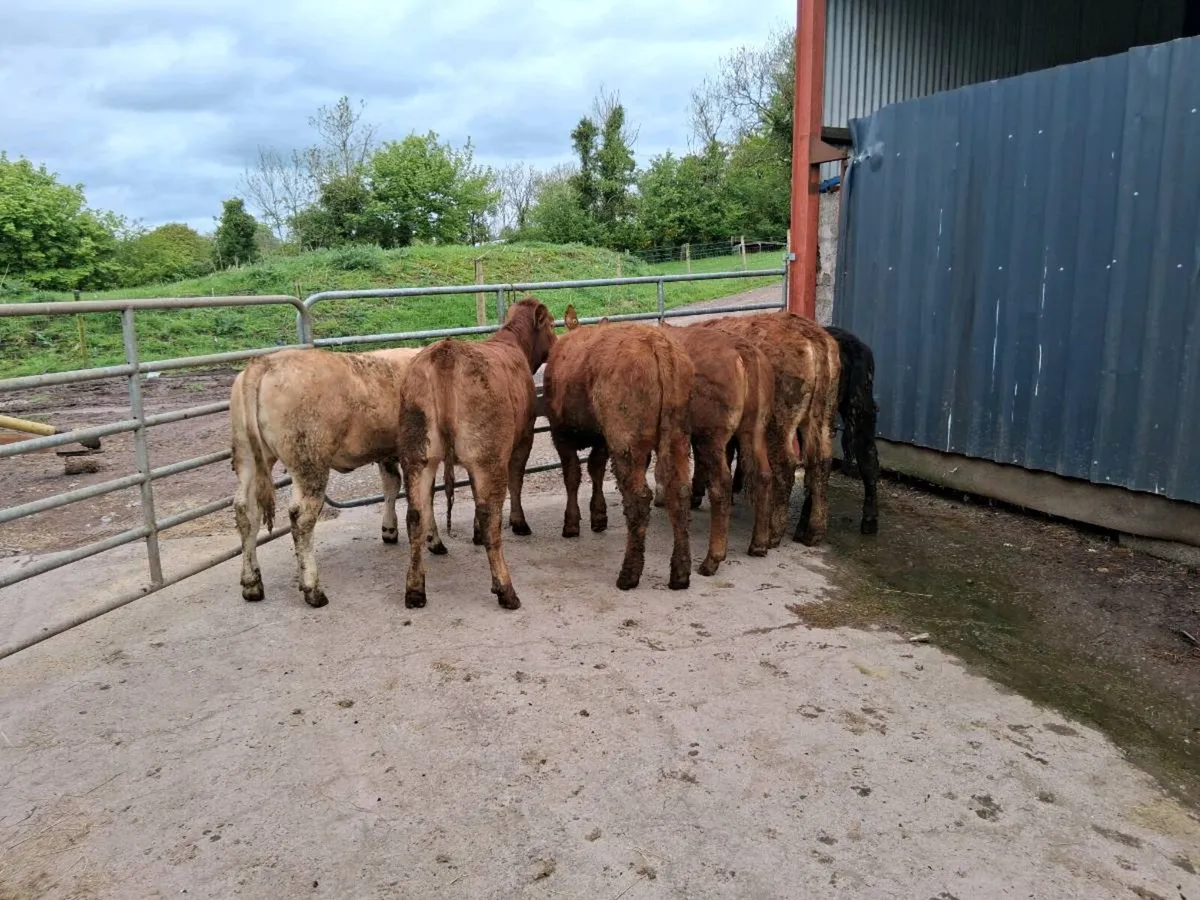 6 heifer slips - Image 4