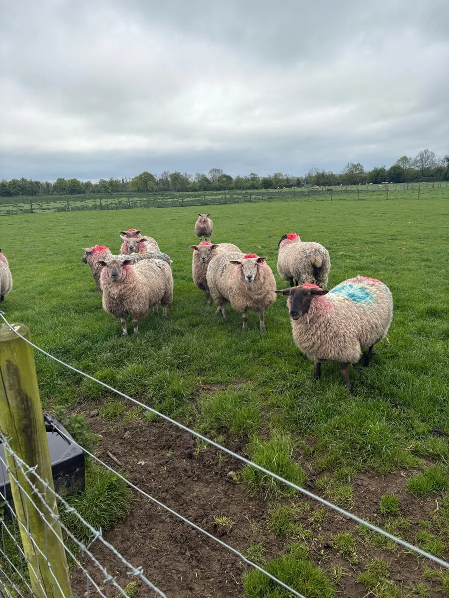 15 smashing ewe hoggets - Image 1