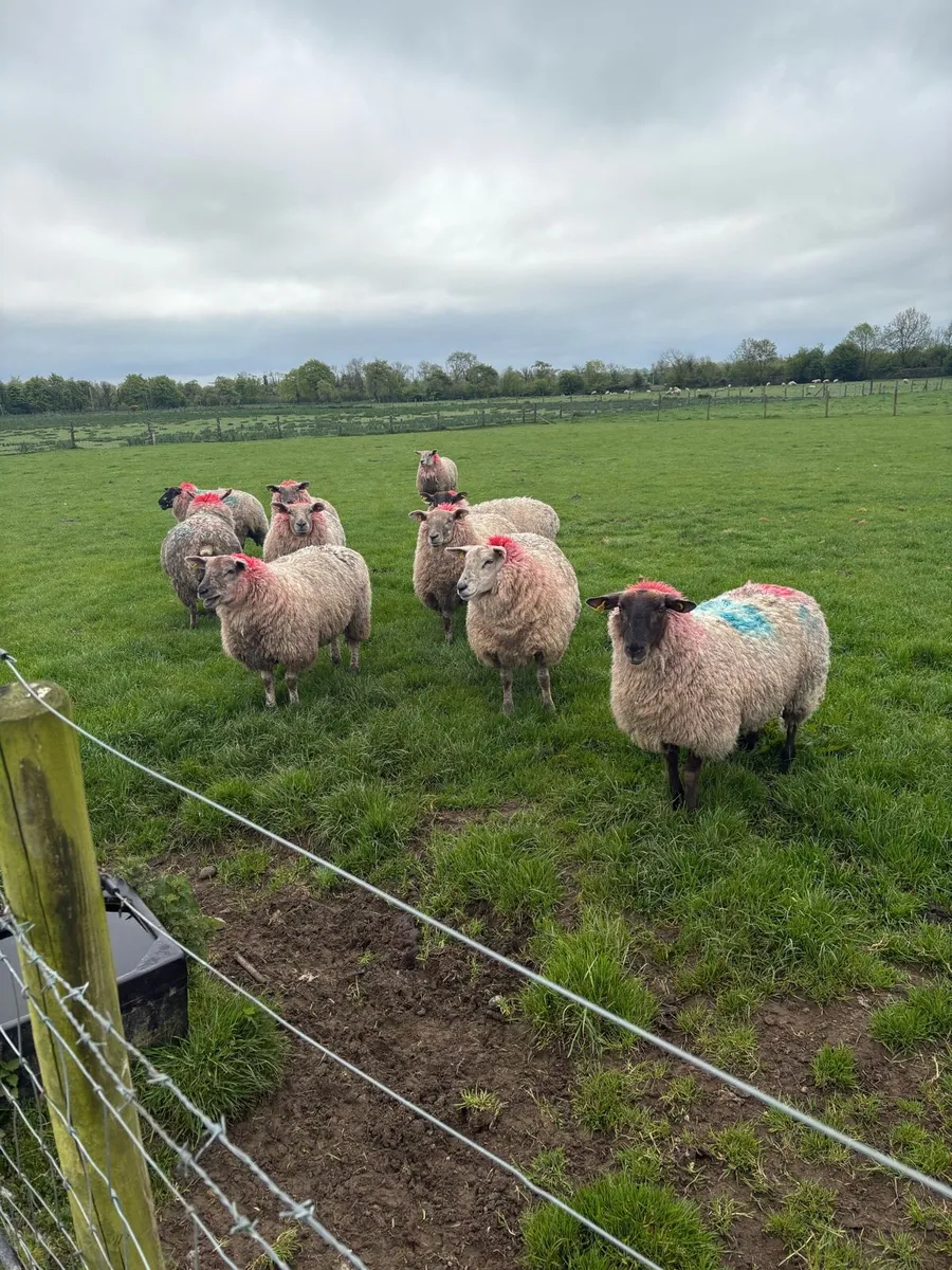 15 smashing ewe hoggets - Image 2