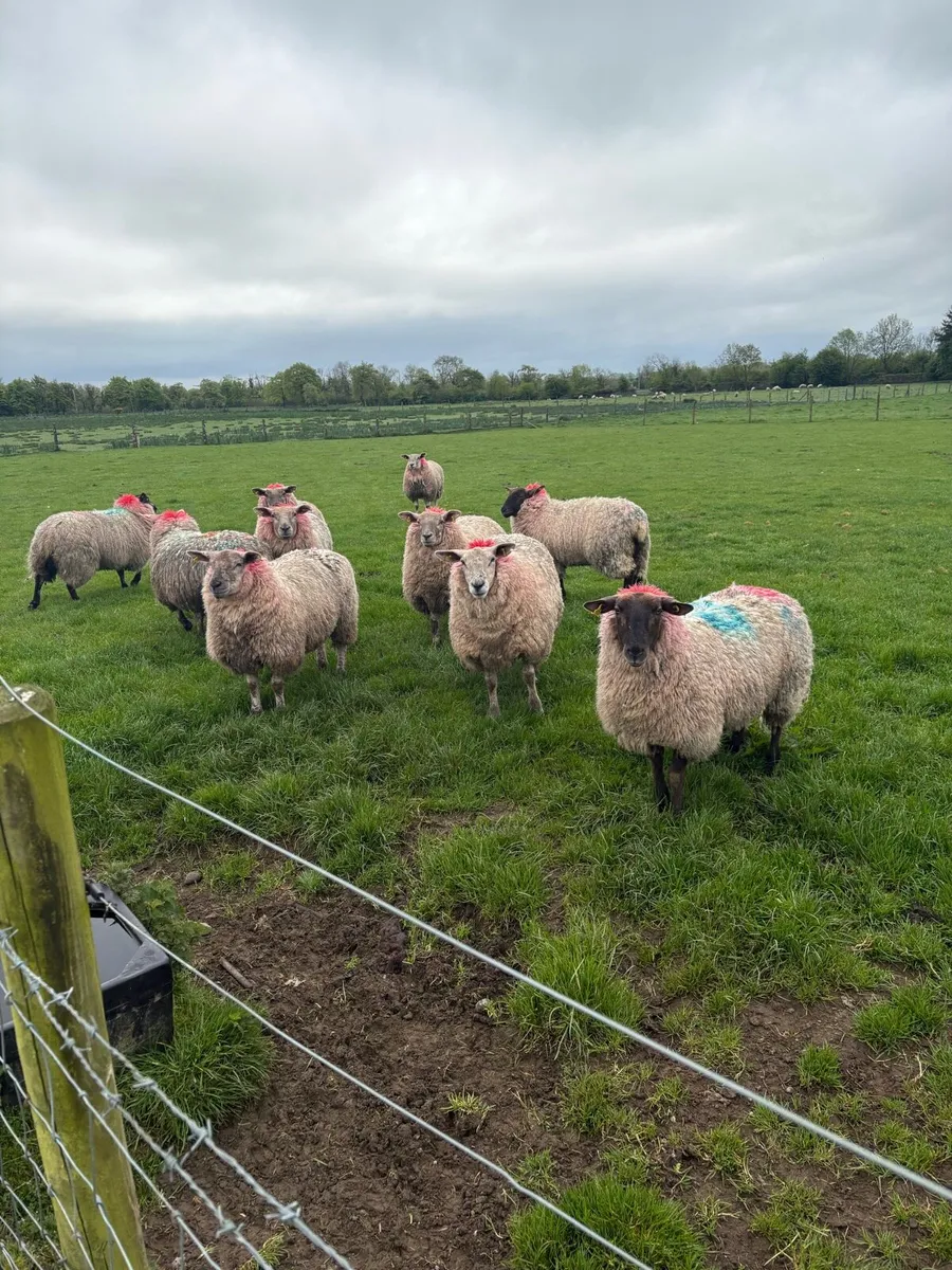 15 smashing ewe hoggets - Image 3