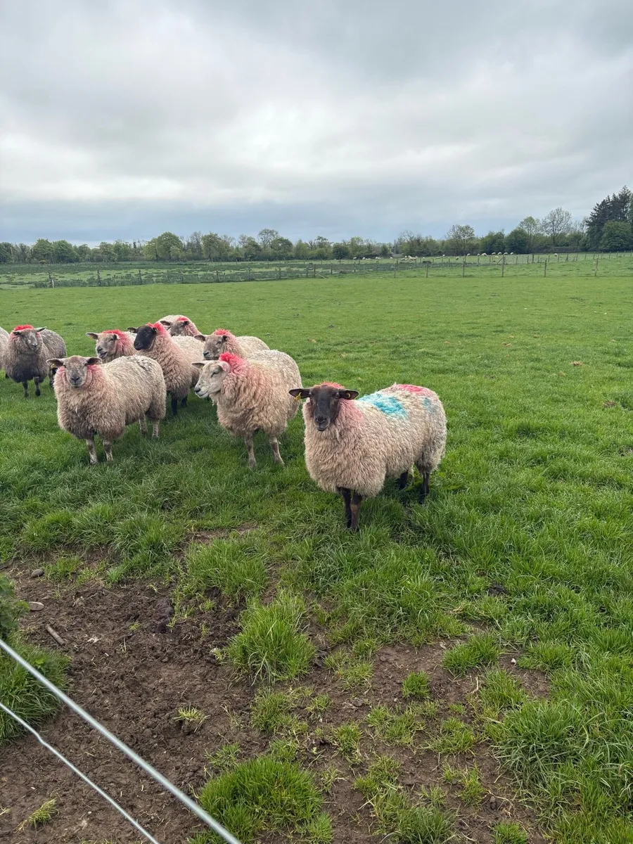 15 smashing ewe hoggets - Image 4