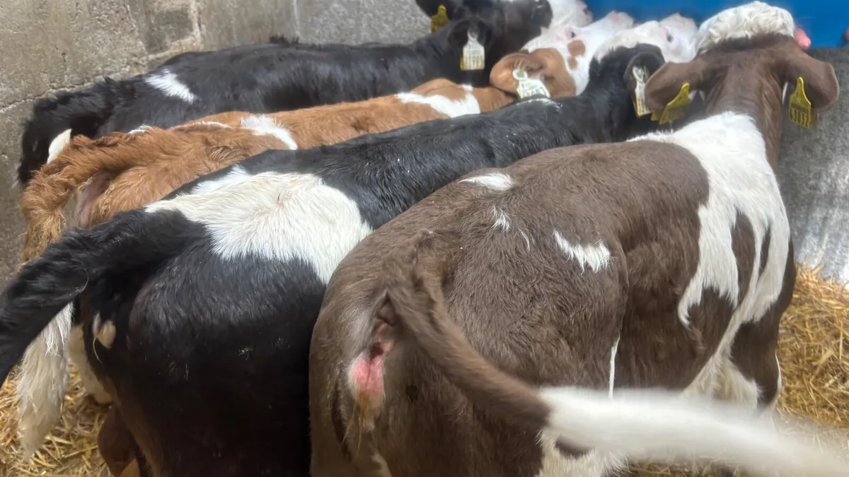 4 Quality Simmental Heifer Calves - Image 2