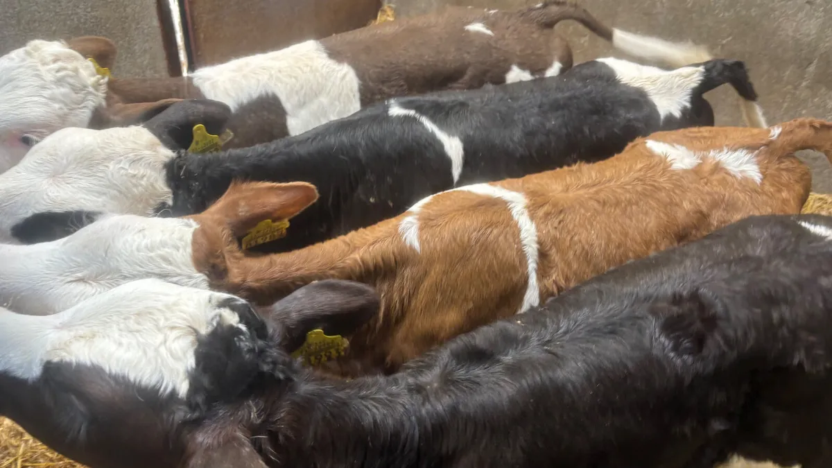 4 Quality Simmental Heifer Calves - Image 1